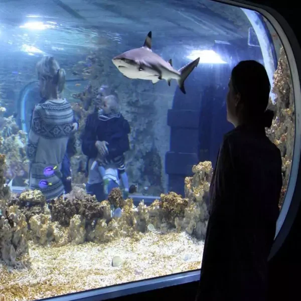 Mineral pumice in the aquarium   پوکه معدنی در آکواریوم